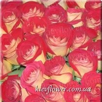 Friendship Rose